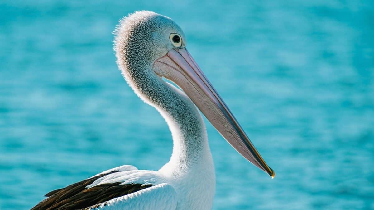 Fraser Island Birds Australian Pelican